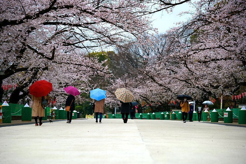 Cherry Blossom Reports Tokyo Approaching Full Bloom